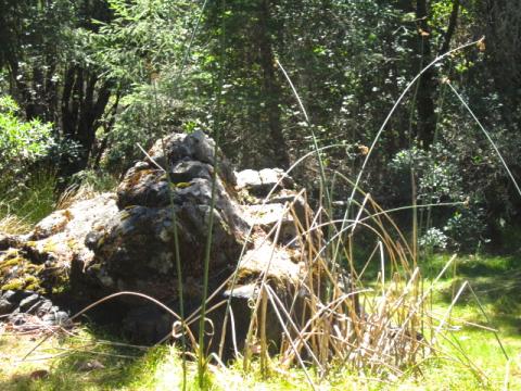 [Photo : Un coin de nature sur le Mont Tamalpais]